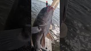 Black drum caught using cracked crab