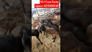 Sirohi Kid's and pregnant bakriya // Available for sell @Mjfarmingvlogs 6375303945