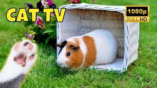 Cat TV: Videos for Cats 😺 1 Hour of Guinea Pigs 🐹 Ep. 18