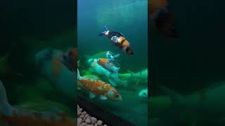 ikan koi 12 Februari 2024 #shortsvideo #ikanhias #ikan #ikankoi