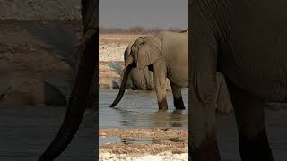 Elephant in Etosha National Park, Namibia.