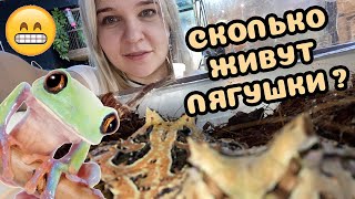 Продолжительность жизни амфибий. Сколько проживет ваш питомец-лягушка?