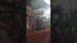 fascinating footage of tarantula cleaning itself! #shortsvideo #youtubeshorts #shorts #pets #animals