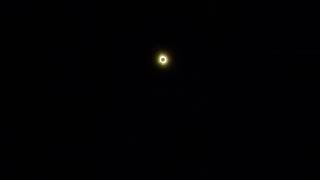 Solar Eclipse Eyeless Dog Incident