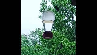 Hummingbird Wars