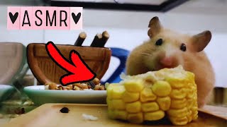 ASMR | Hamster Eating Corn 🌽