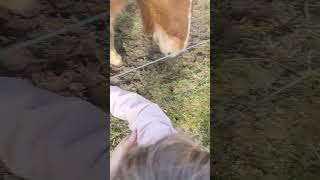 horses eat