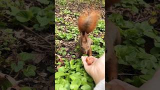 🐿️jump🥰#cute #squirrel #shorts #cuteanimals #동물 #wildlife #nature #funny #eating #eat #feed #fun