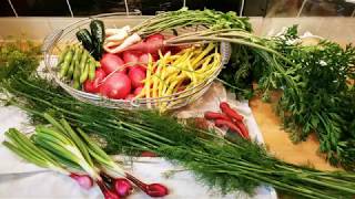 Video 48 August Veg Plot Tour …and award-winning Leeks!