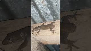 🦎THE LIZARD HAVE NO TAIL🦎Pls sub me🙏