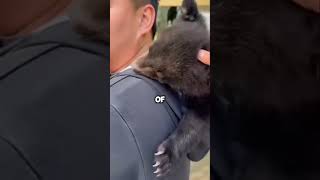 When A Bear Went Home With Someone #animals #shorts #pet #bear #shocking #shockedfacts