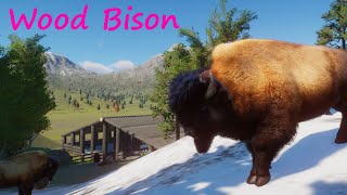 Wood Bison - Future Life Canada