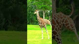 Fun Alert Check out the fun way this giraffe runs Funny Animal Videos