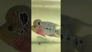 Flowerhorn fish feed optimum 3in1