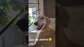 Kitne bhole h ye puppies 😀🐶Watch Till End 😀#viral#youtubeshorts#reels#instagram#