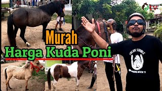 Harga Kuda Poni 🐎‼️‼️ Murah pool