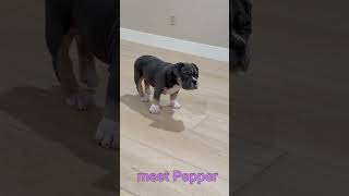 MEET PEPPER || MICRO BULLY PUPPY || BIRTHDAY NOVEMBER 29, 2023 || 13 POUNDS