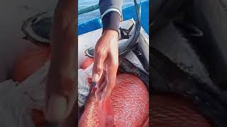 ikan kakap merah sepasang