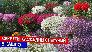 Секреты каскадных петуний в кашпо