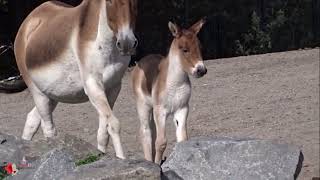 Weiterer Kiang im Tierpark Berlin geboren