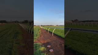 Trackwork gallops with the Fed Express and Lethal Leigh