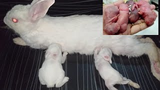 Raising Abandoned Bunnies for 2 Months