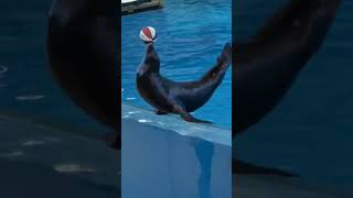 THE SEA DOG PLAYING IN A SWIMING POOL.