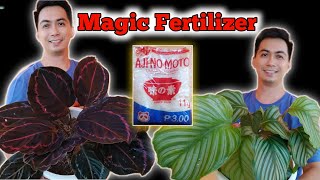 Vetsin / MSG Fertilizer, Pampataba ng Halaman / Calathea Care Tips