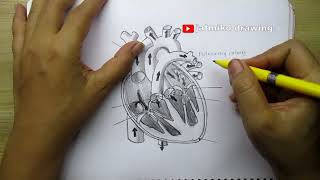 how to draw heart part