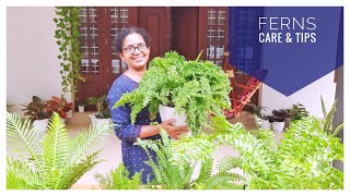 Fern Care and Tips | Foliage Plant | Malayalam