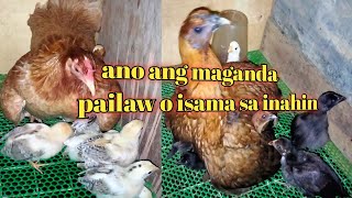 ANO ANG MAGANDA PAILAW O ISAMA SA INAHIN ANG MGA SISIW