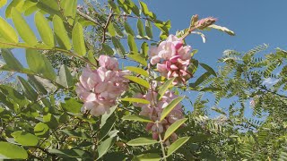 Повторно зацвела акация розовая и белая!