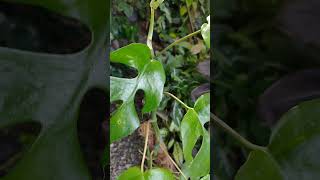 Rhaphidophora tetrasperma, the mini monstera. Slow grower but gorgeous  vining plant. #plants