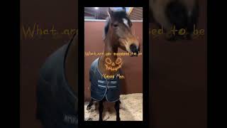 Kinda late but still 🎃👻 Happy Halloween #equestrianvibes #equestrian #equestrianlove #horseaddict