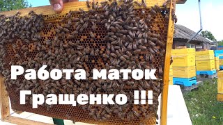 Работа маток Гращенко !!!