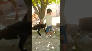 cute baby playing with animal #shorts #youtubeshorts #animal #goatfarming #farming