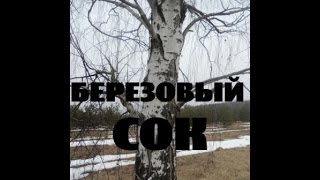 Как собирать берёзовый сок. Простой и удобный способ.