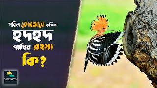 পবিত্র কোরআনে বর্ণিত হুদহুদ (মোহনচূড়া) পাখির রহস্য কি? দেখুন বিস্তারিত by Say2News