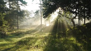 Звук живої природи, мелодія лісу, спів пташок. Музика для релаксу, медитація. #звукиприроди