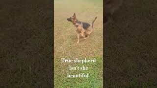 True shepherd #gsd