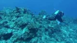 Scuba dives mar 2013 Belize