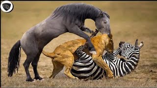 Newborn Baby Elephant Is Mercilessly Destroy By Pack Of Bloodthirsty Wild Dogs || Wild Animal Attack