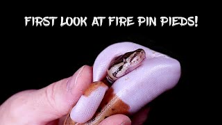 First Look at New Fire Pinstripe Pied Hatchlings!