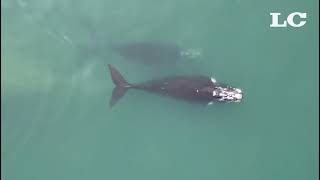 Con un imponente avistaje, finaliza la temporada de ballenas en Mar del Plata