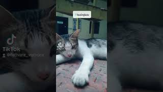 Aku kucing