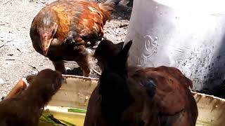 Pure Kienyeji poultry farming - ufugaji WA kuku wakienyeji.