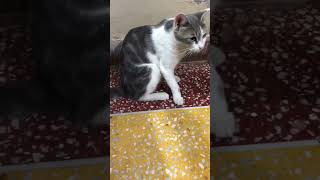 Ferry#cute#cat#viral#short