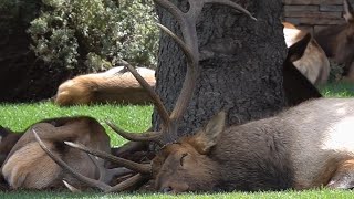 Sleepy Bull Elk Takes Nap Then Back to the Rut