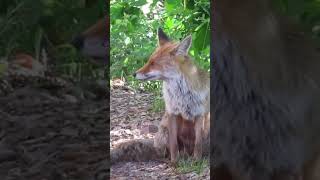 Un renard dans le massif de l’esterel