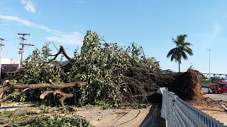 ARVORE CENTENARIA E DERRUBARA POR TEMPORAL EM SANTA CRUZ DA SERRA RJ